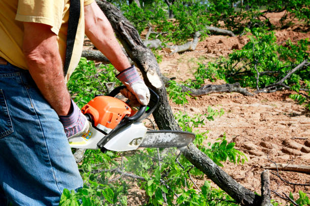 Leaf Removal in Lake Charles, LA